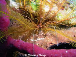 Arrow Crab by Thomas Sharp 